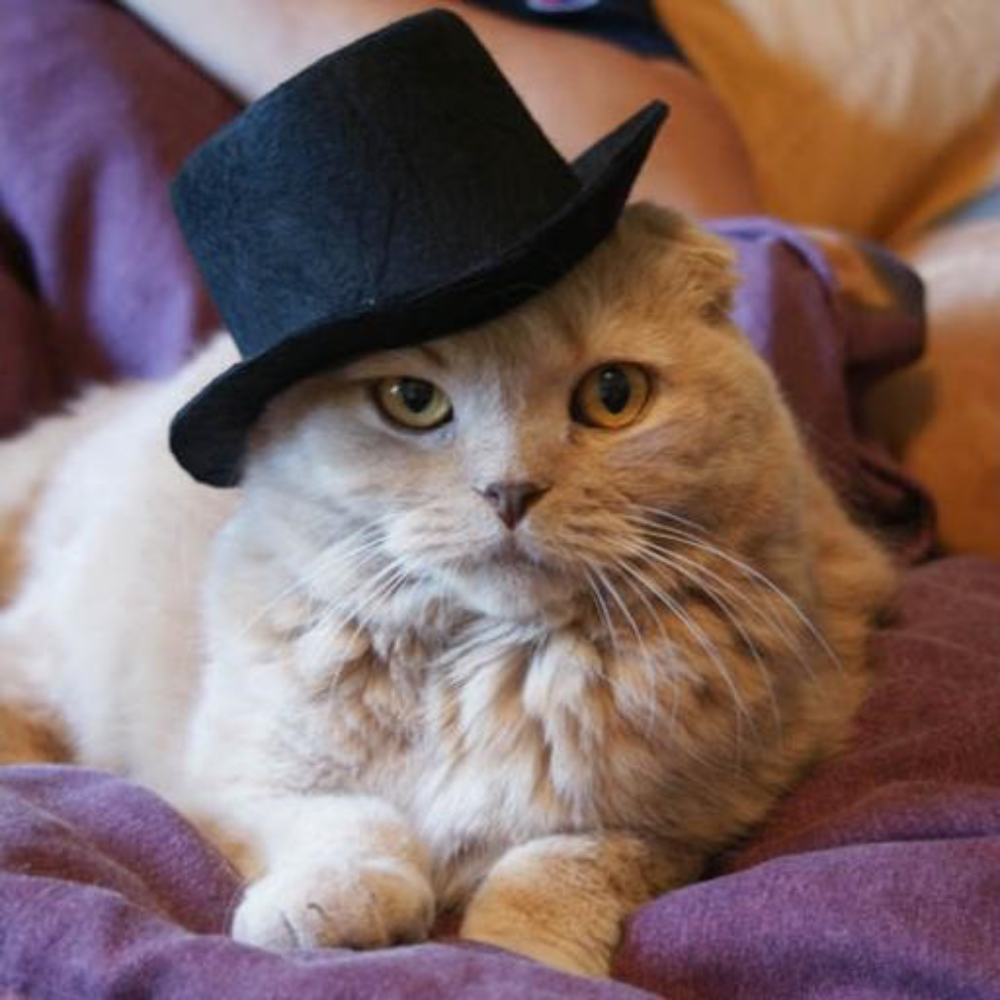 Cat with Black Hat