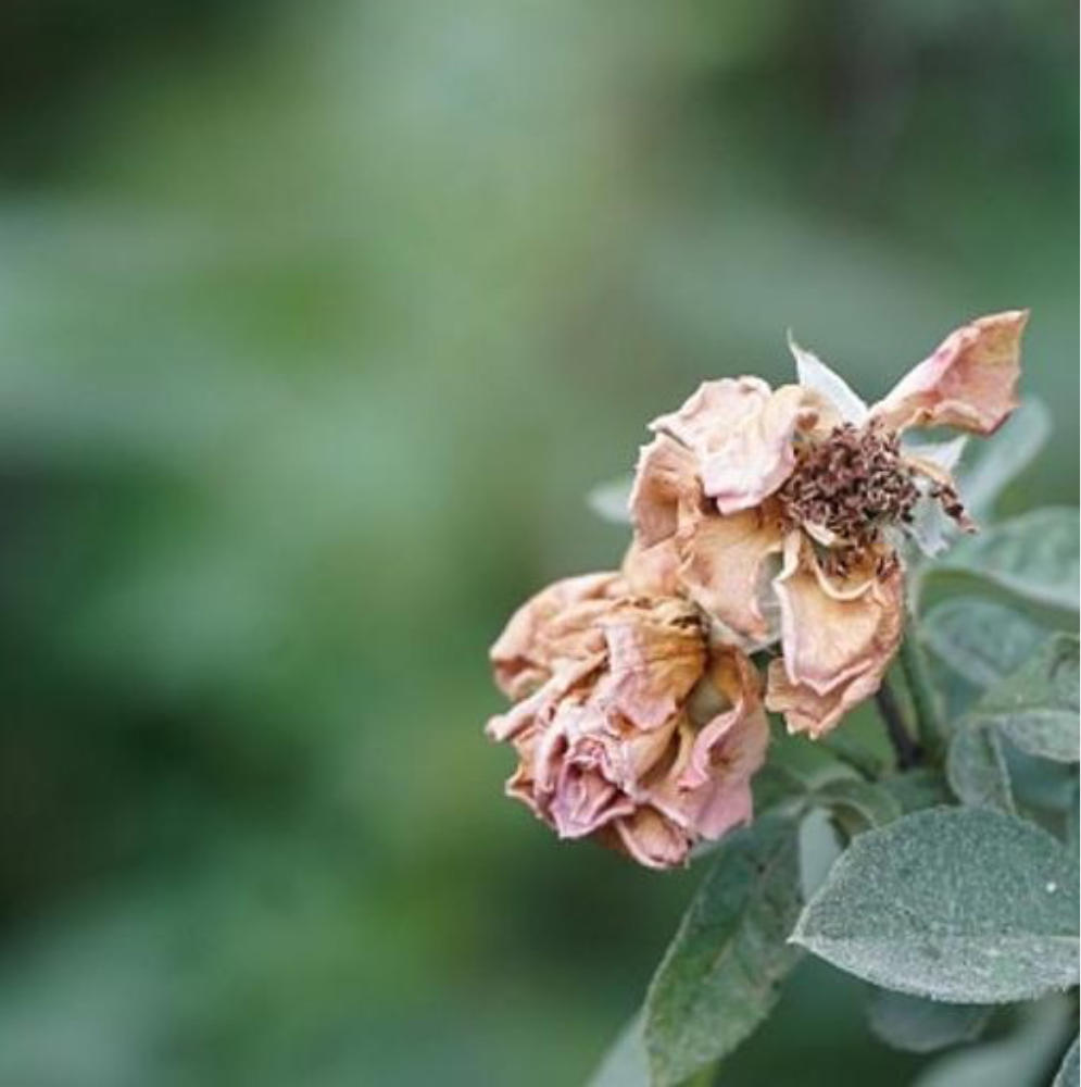Withered Rose